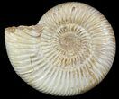 Perisphinctes Ammonite - Jurassic #46917-1